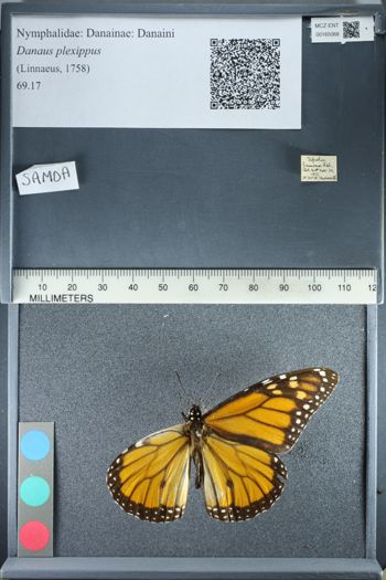 Media type: image;   Entomology 165068